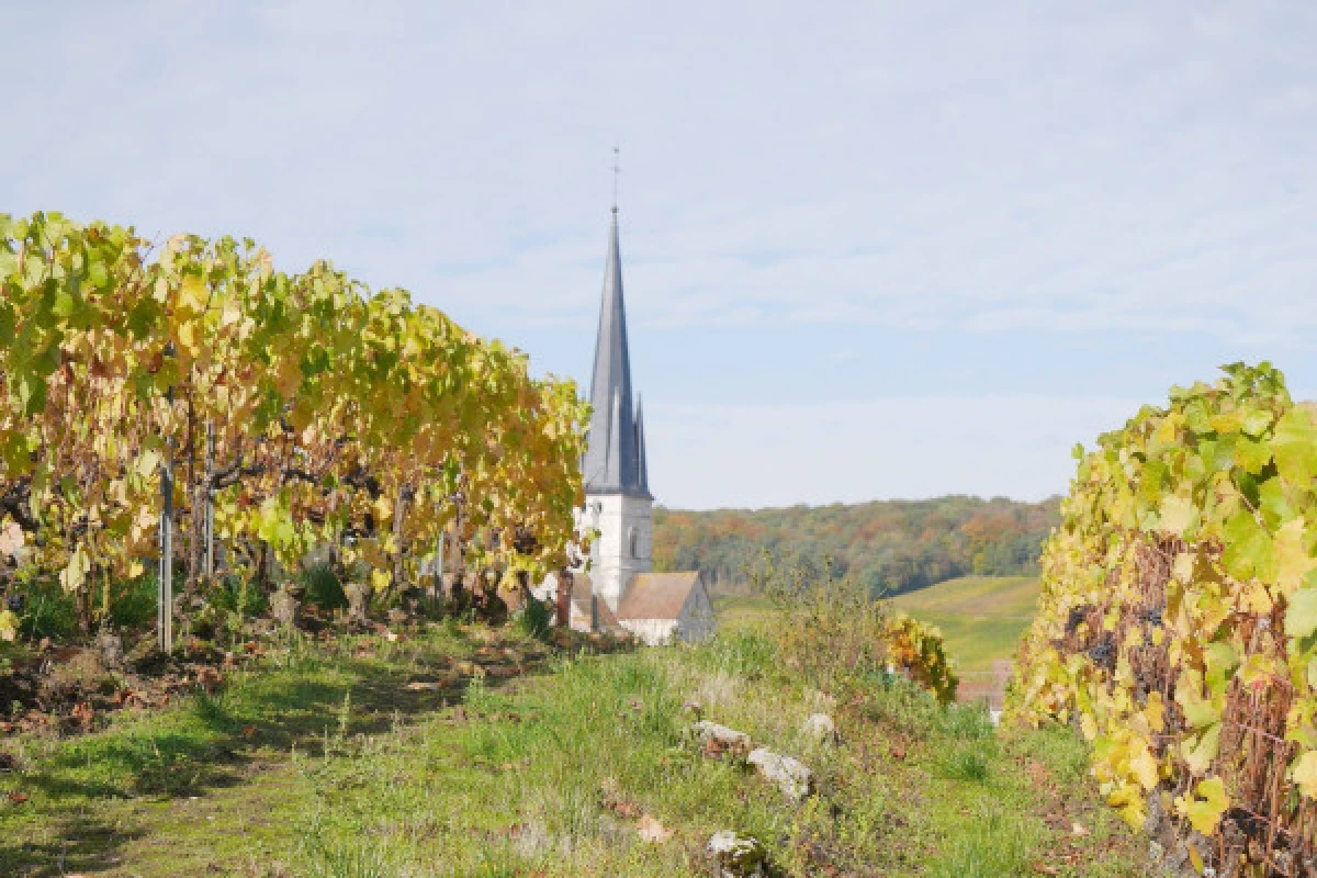 La Champenoise Brut tradition visite de cave et vignoble - Exploregion