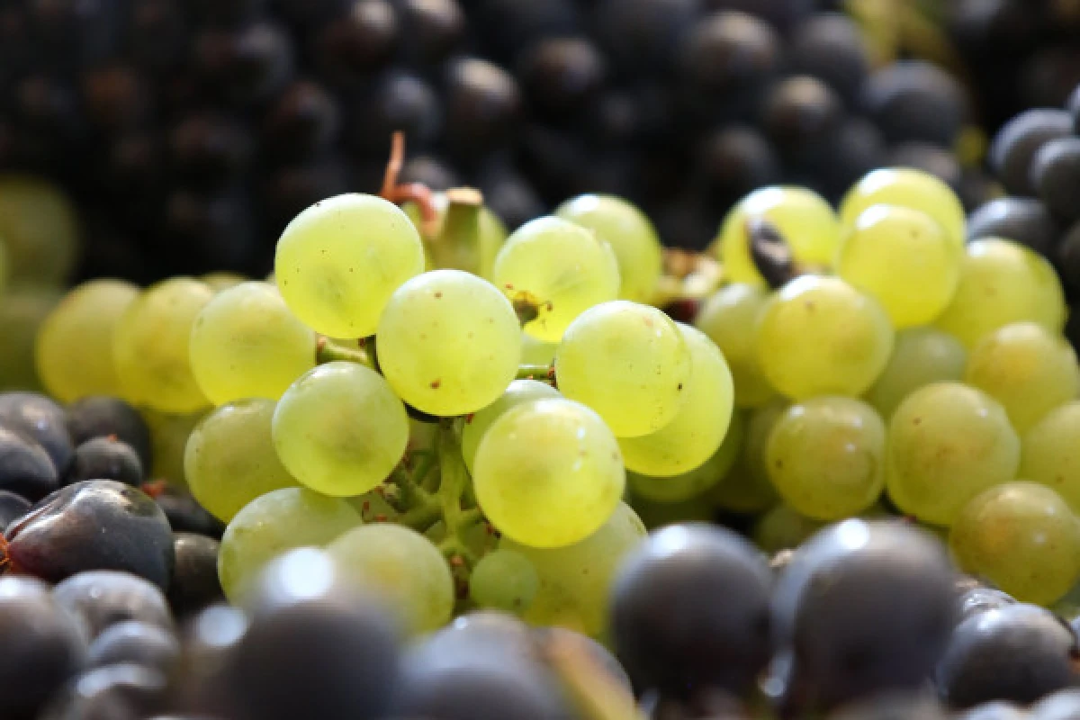 Atelier Maturité - Champagne Emeline De Sloovere - Exploregion