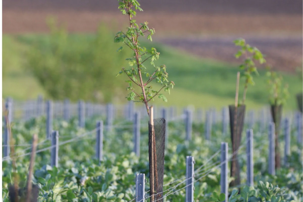 Secrets de Famille : Voyage au cœur du Champagne - Exploregion