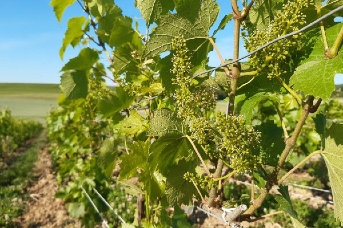 La viticulture agroécologique au Champagne V&G DUPONT - Exploregion