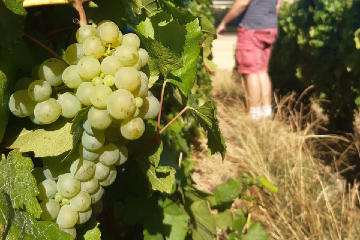 La viticulture agroécologique au Champagne V&G DUPONT - Exploregion