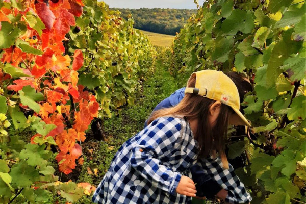 La viticulture agroécologique au Champagne V&G DUPONT - Exploregion