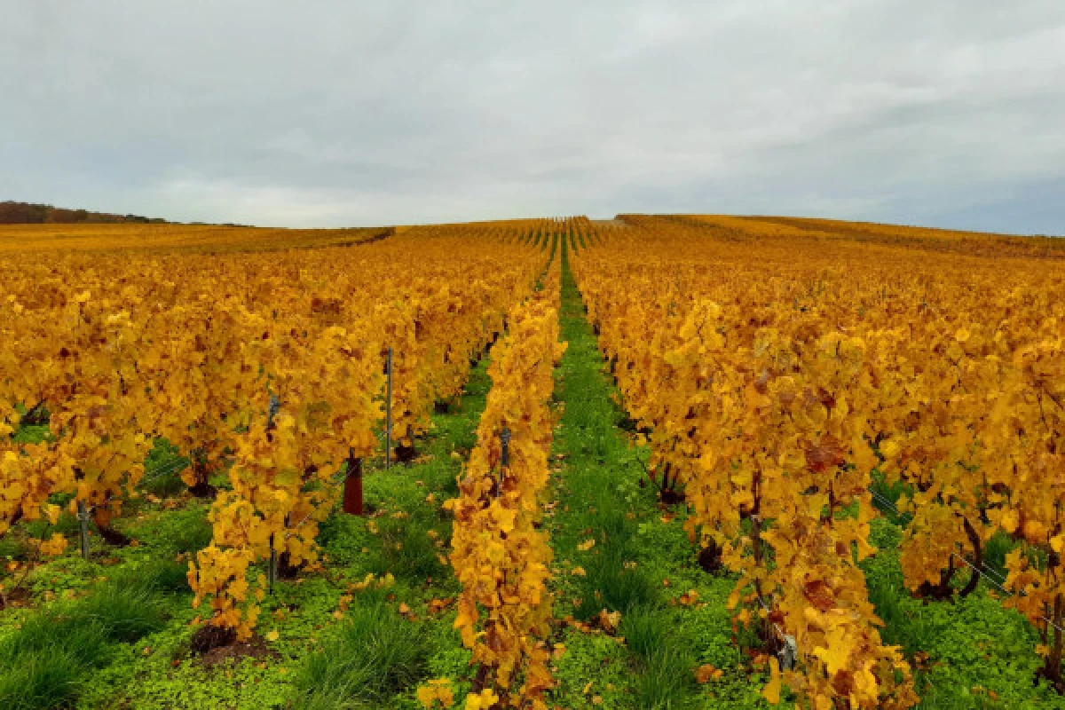 La viticulture agroécologique au Champagne V&G DUPONT - Exploregion