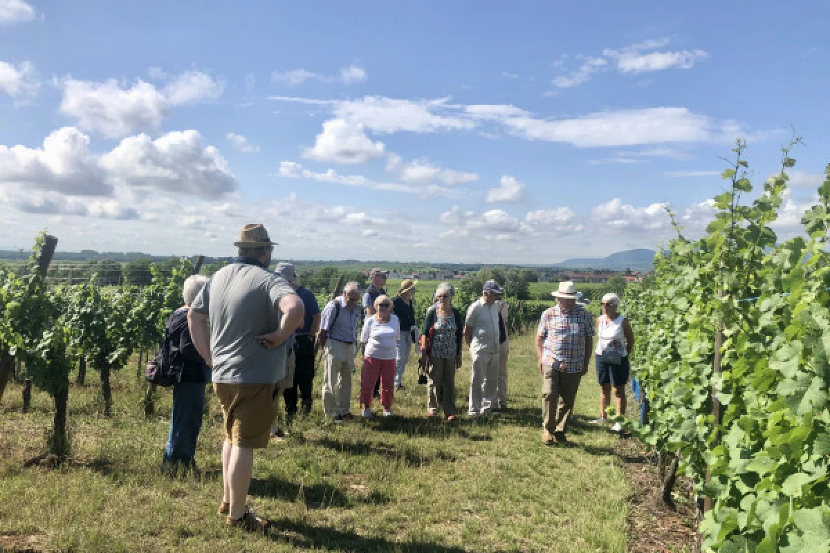 Découverte vigneronne : l'âme d'un domaine - Exploregion